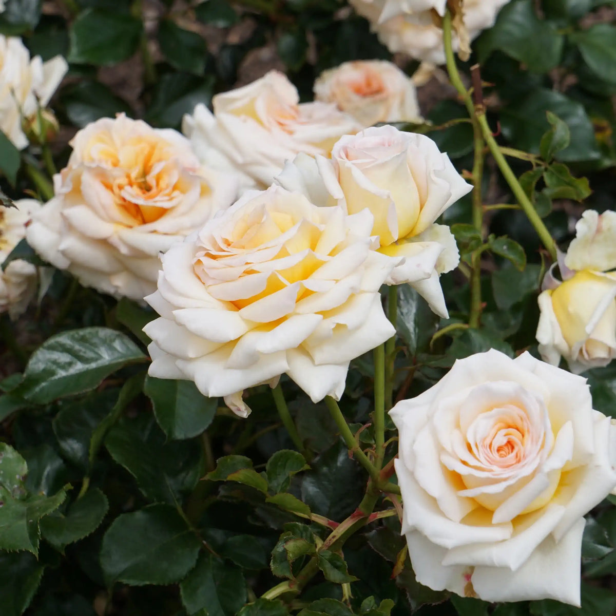 Gartenrose blumig-Duft aus Grasse für Kerzen Wax Melts Duftdiffusoren
