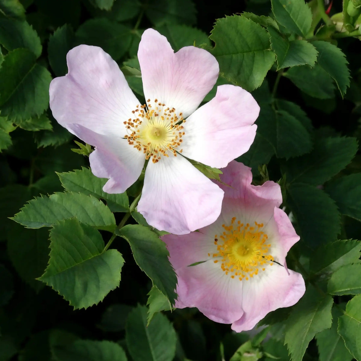 Wild Rose floral fragrance from Grasse for candles wax melts diffusers