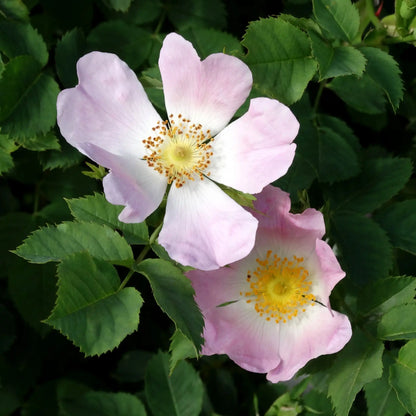 Wild Rose floral fragrance from Grasse for candles wax melts diffusers