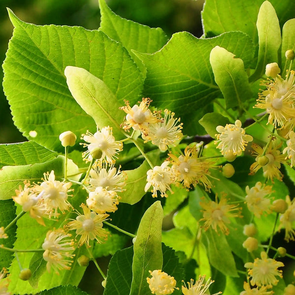 Tiglio profumo floreale di Grasse per candele fondants e diffusori