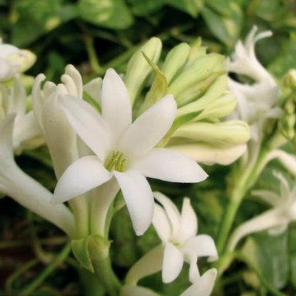 Tuberose floral fragrance from Grasse for candles wax melts diffusers