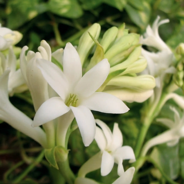 Tuberose floral fragrance from Grasse for candles wax melts diffusers