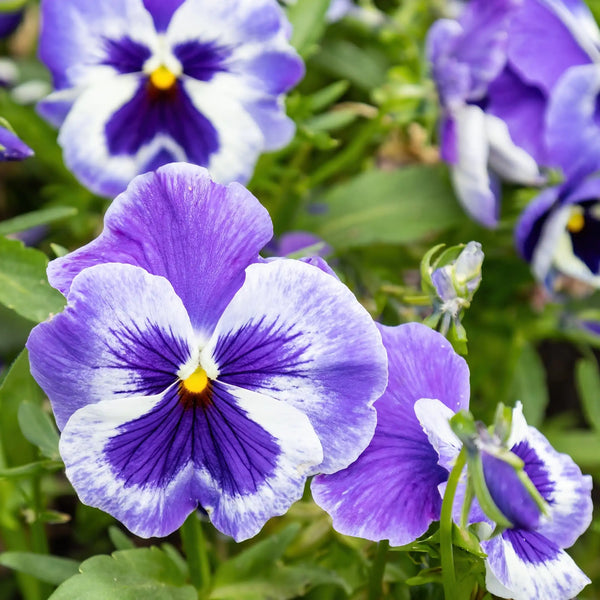 Wood Violet profumo floreale di Grasse per candele fondants e diffusori