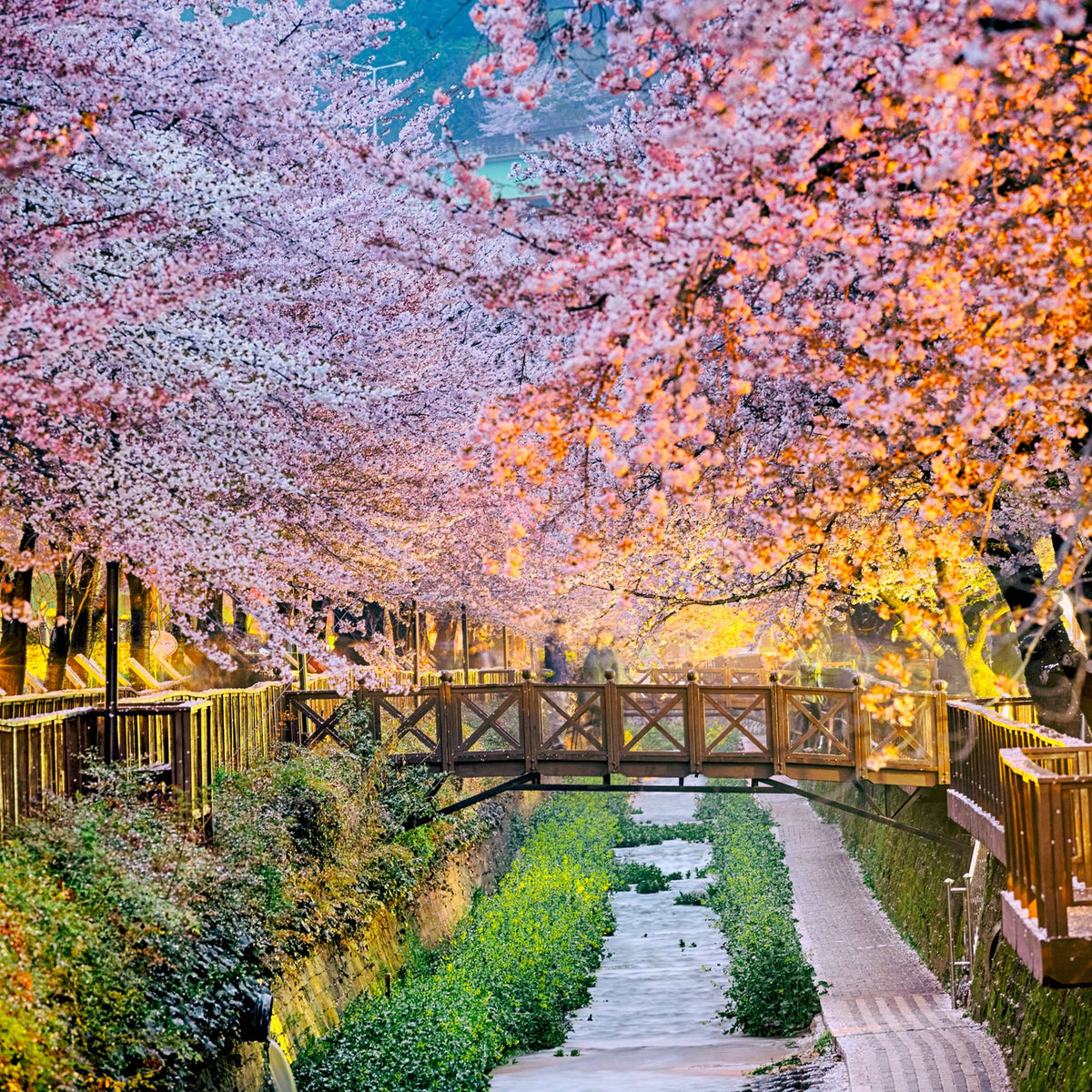Allée bordée de cerisiers en fleurs au printemps, ambiance du parfum Fleur de sakura