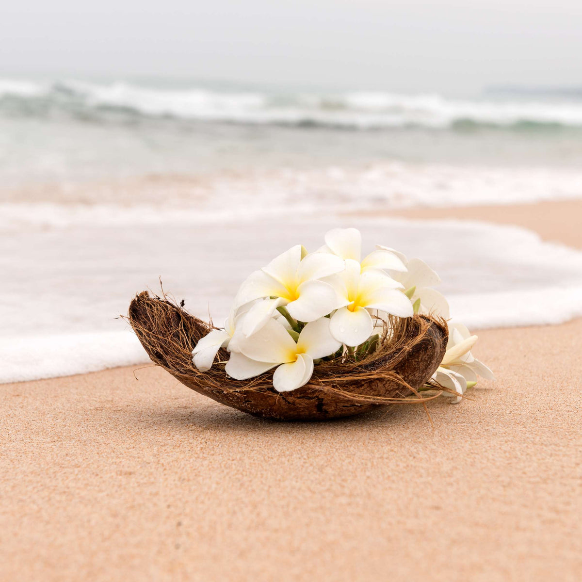 Fleurs de frangipanier posées sur le sable au bord de l'eau, ambiance du parfum Monoï