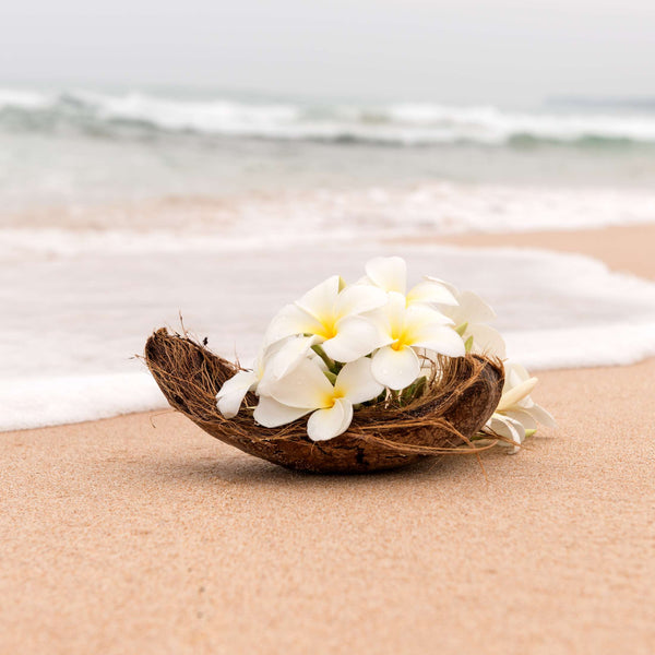 Fleurs de frangipanier posées sur le sable au bord de l'eau, ambiance du parfum Monoï