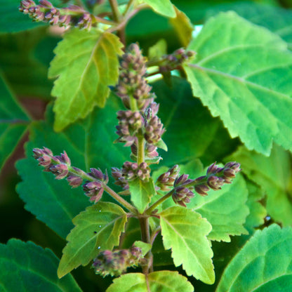 Patchouli précieux parfum fleuri de Grasse pour bougies fondants et diffuseurs