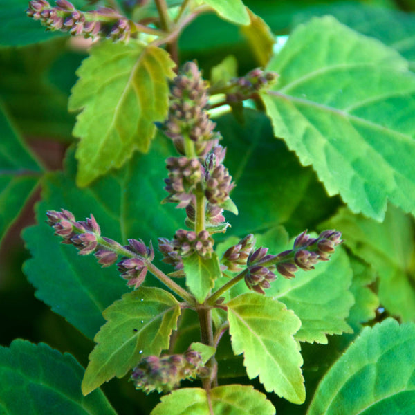 Patchouli précieux parfum fleuri de Grasse pour bougies fondants et diffuseurs