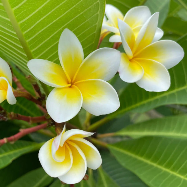 Frangipani natco blumig-Duft aus Grasse für Kerzen Wax Melts Duftdiffusoren